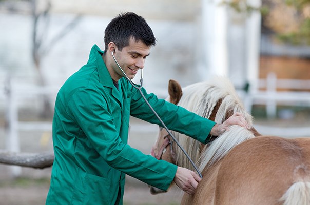 Veterinarian